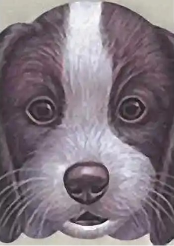 الأرنب الوديع