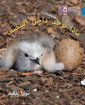 بيج كات المستوى4 ماذا يوجد داخل البيضة ؟