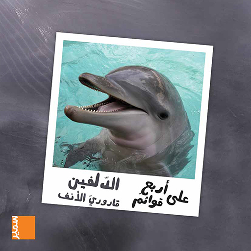 على أربع الدلفين قاروري الأنف