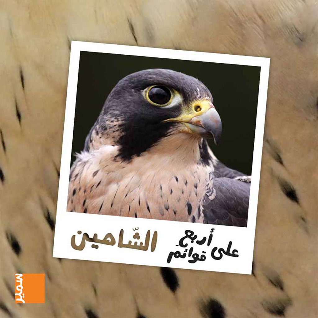 على أربع قوائم الشاهين