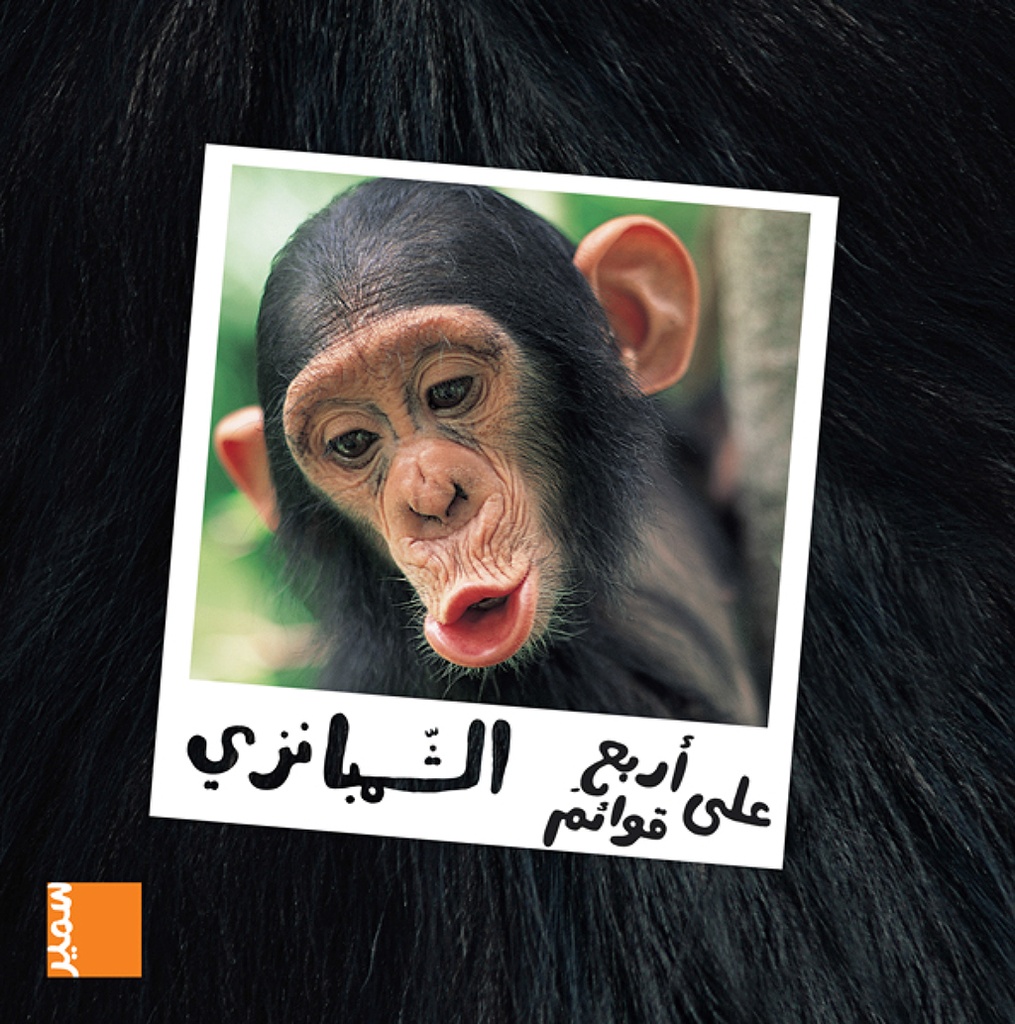 على أربع قوائم الشمبانزي